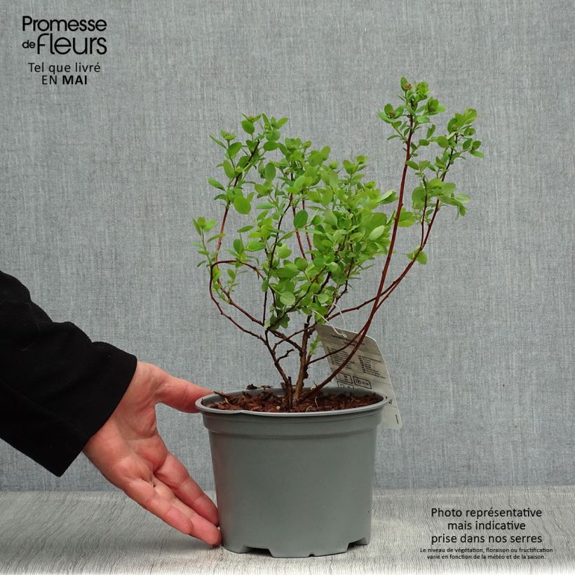 Exemplar von Birkenblättrige Spiere Island - Spiraea betulifolia Topf mit 2L/3L wie im Frühjahr geliefert