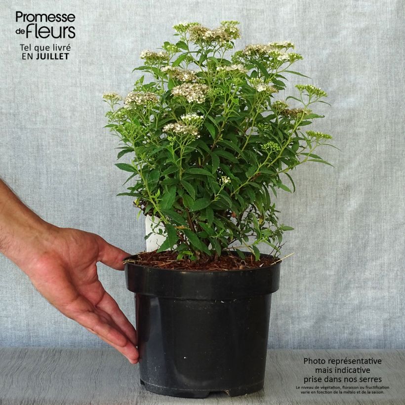 Exemplar von Sommerspiere Albiflora - Spiraea japonica Topf mit 2L/3L wie im Sommer geliefert