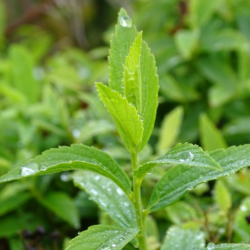 Sommerspiere Albiflora - Spiraea japonica (Foliage)