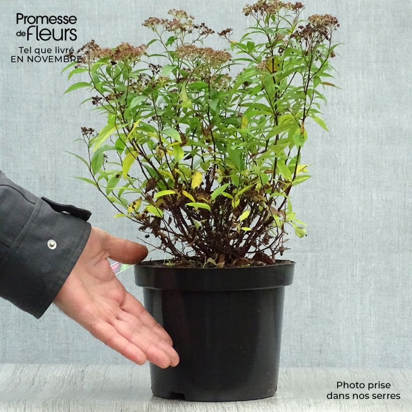 Example of Rote Sommerspiere Anthony Waterer - Spiraea japonica Topf mit 3L/4L as you get in automne