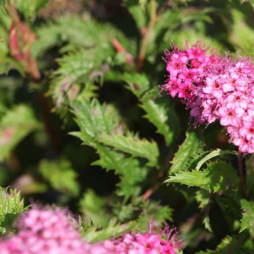 Sommerspiere Crispa - Spiraea japonica (Foliage)