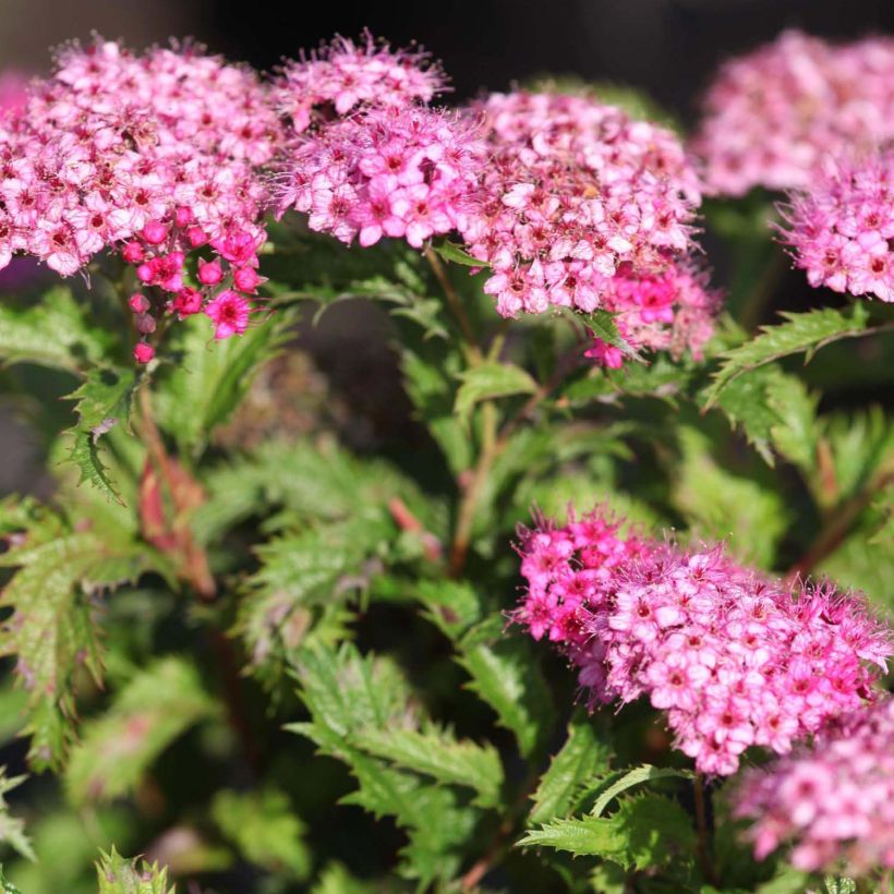 Sommerspiere Crispa - Spiraea japonica (Flowering)