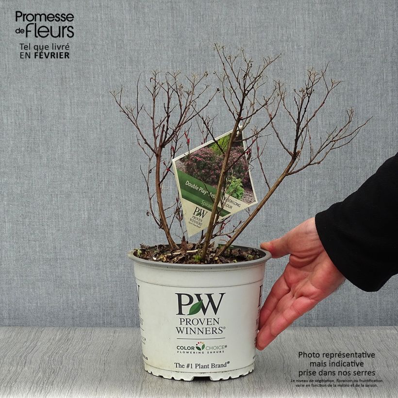 Exemplar von Sommerspiere Double Play Artist - Spiraea japonica Topf mit 2L/3L wie im Winter geliefert