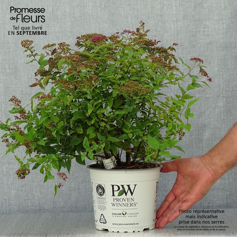Example of Sommerspiere Double Play Red - Spiraea japonica Topf mit 2L/3L as you get in automne