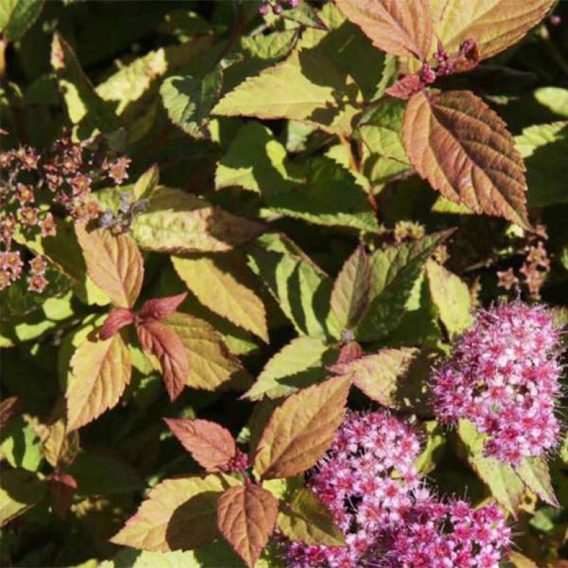 Sommerspiere Firelight - Spiraea japonica (Foliage)
