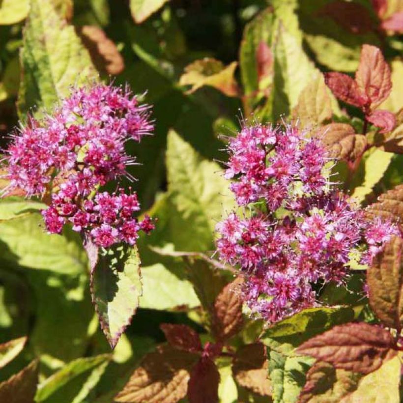 Sommerspiere Firelight - Spiraea japonica (Flowering)