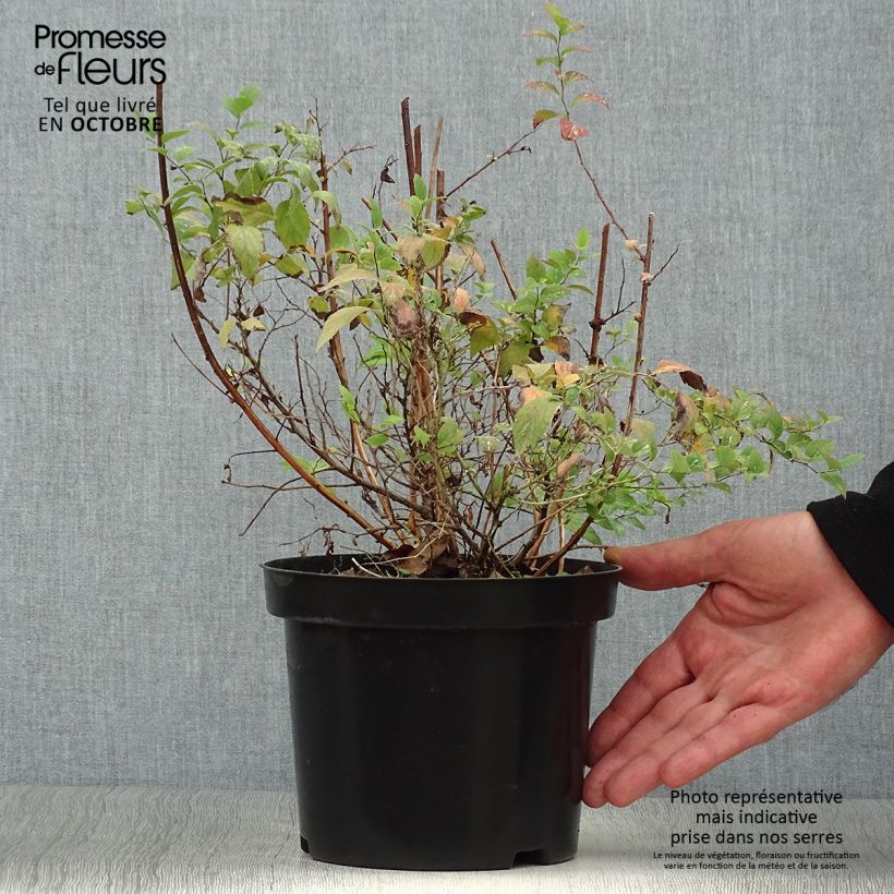 Example of Sommerspiere Firelight - Spiraea japonica Topf mit 3L/4L as you get in automne