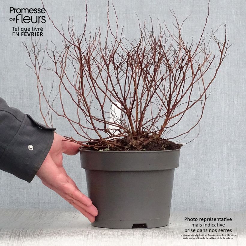 Exemplar von Sommerspiere Firelight - Spiraea japonica Topf mit 3L/4L wie im Winter geliefert