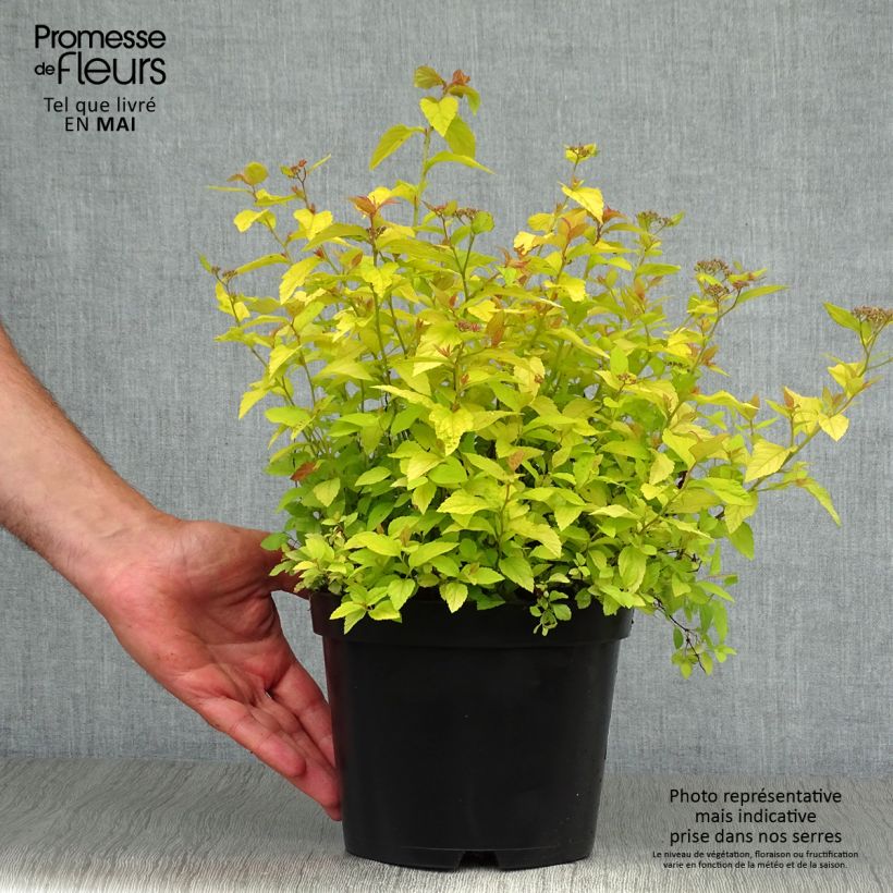 Exemplar von Sommerspiere Golden Princess - Spiraea japonica Topf mit 2L/3L wie im Frühjahr geliefert