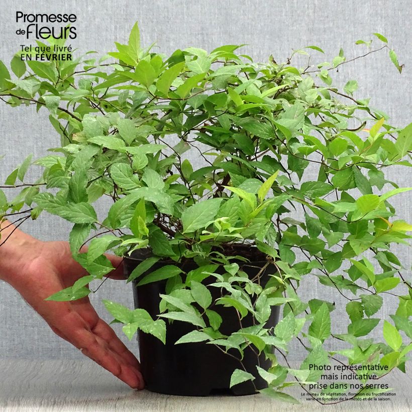 Example of Sommerspiere Goldflame - Spiraea japonica Topf mit 2L/3L as you get in automne