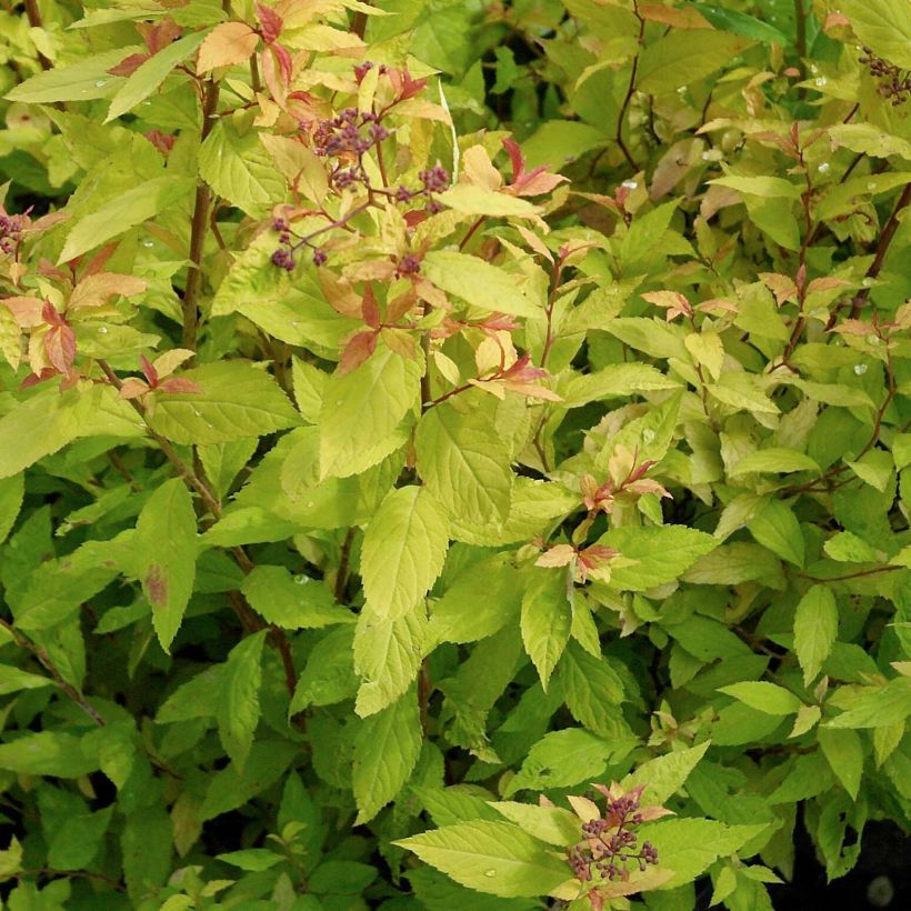 Sommerspiere Goldflame - Spiraea japonica (Foliage)