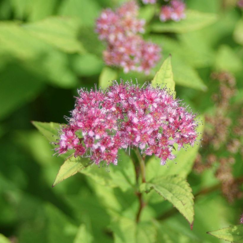 Sommerspiere Goldflame - Spiraea japonica (Flowering)