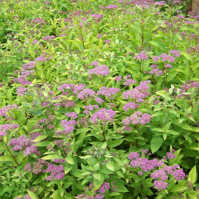 Sommerspiere Goldflame - Spiraea japonica (Plant habit)