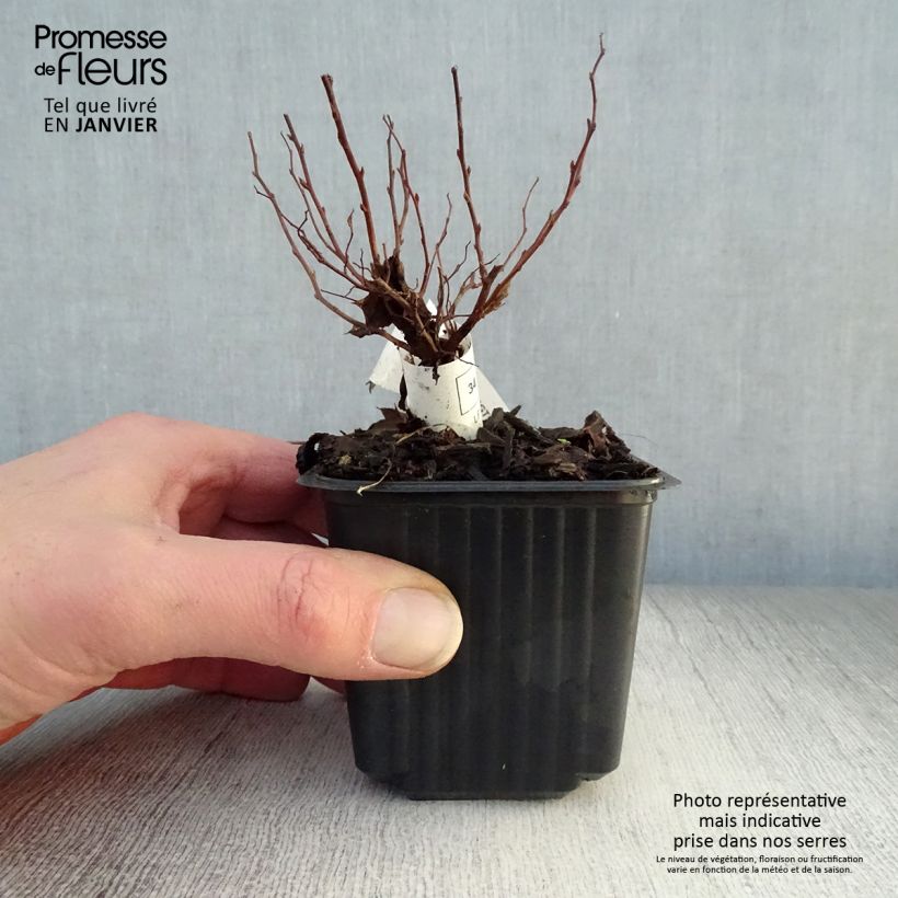 Exemplar von Sommerspiere Goldflame - Spiraea japonica Kleine Töpfe von 8/9 cm wie im Winter geliefert