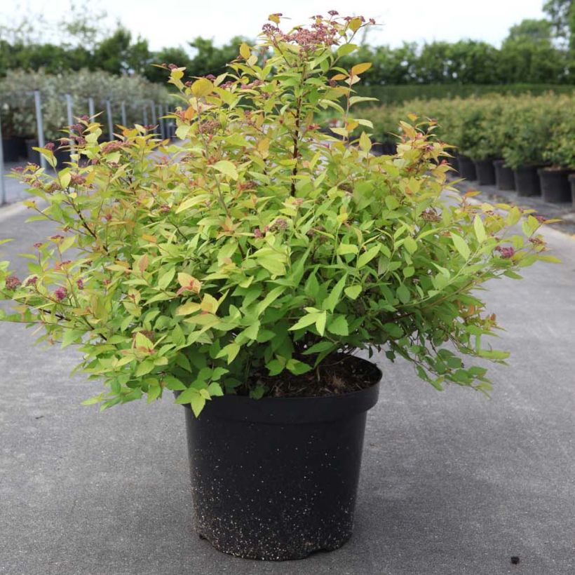 Sommerspiere Goldmound - Spiraea japonica (Plant habit)
