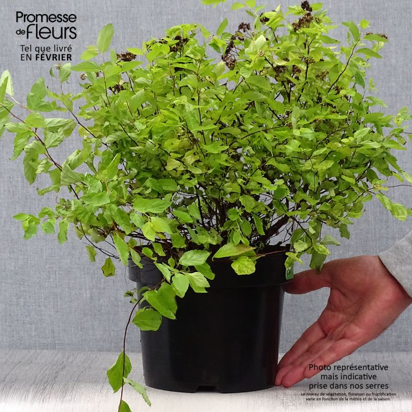 Example of Sommerspiere Goldmound - Spiraea japonica Topf mit 2L/3L as you get in automne