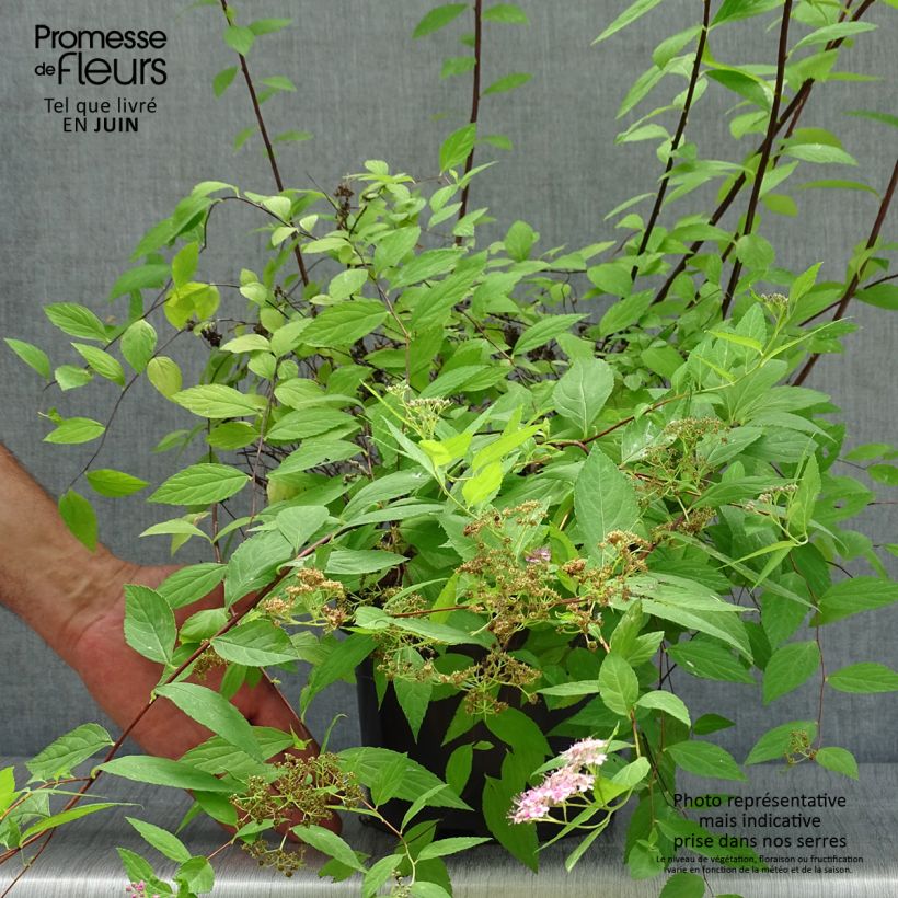 Exemplar von Sommerspiere Goldmound - Spiraea japonica Topf mit 2L/3L wie im Sommer geliefert