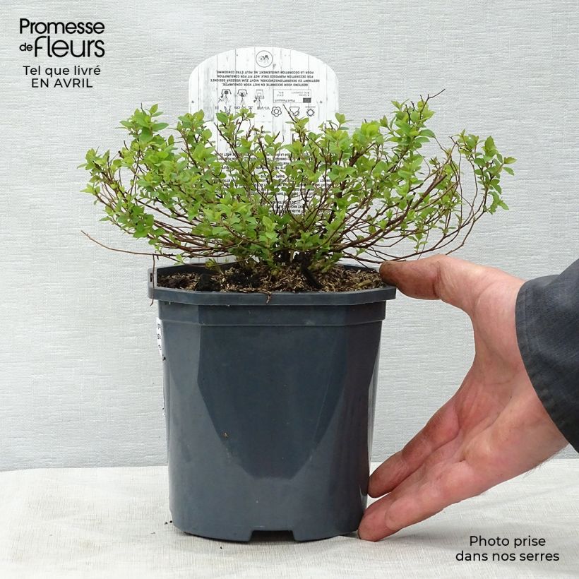 Exemplar von Sommerspiere Little Princess - Spiraea japonica Topf mit 2L/3L wie im Frühjahr geliefert