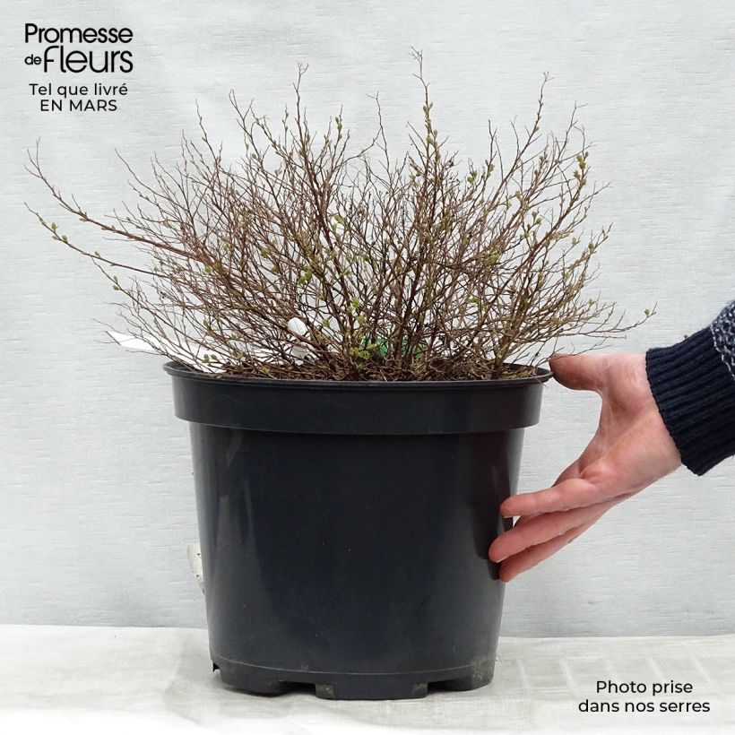 Exemplar von Sommerspiere Little Princess - Spiraea japonica Topf mit 4L/5L wie im Winter geliefert