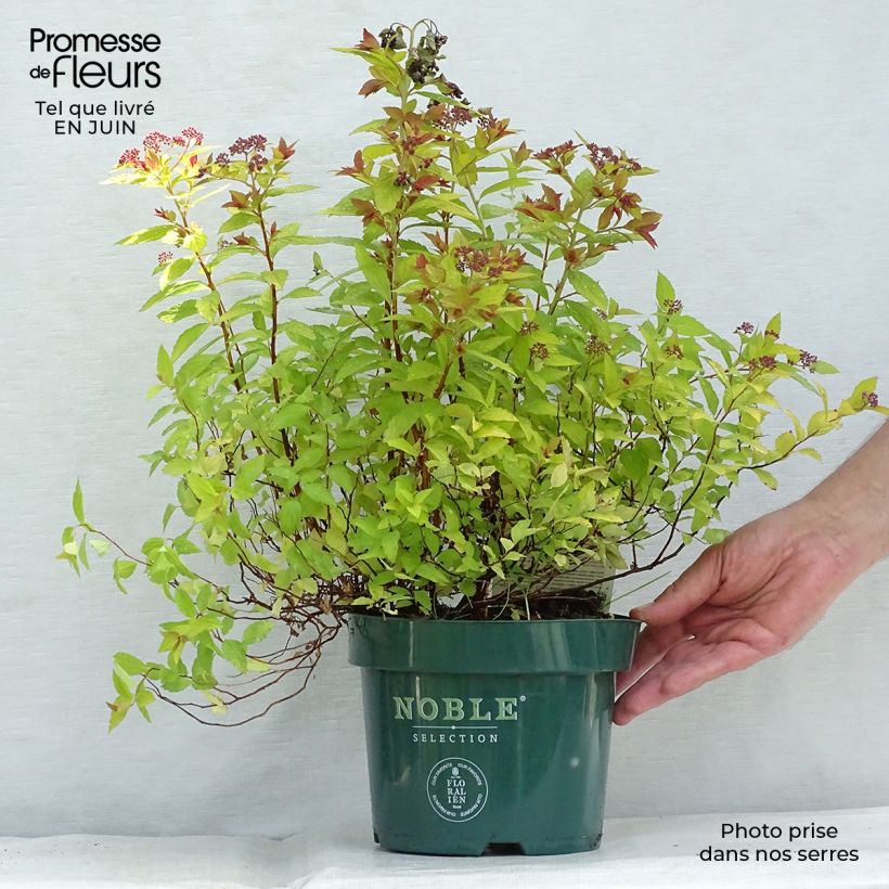Example of Sommerspiere Magic Carpet - Spiraea japonica Topf mit 2L/3L as you get in ete