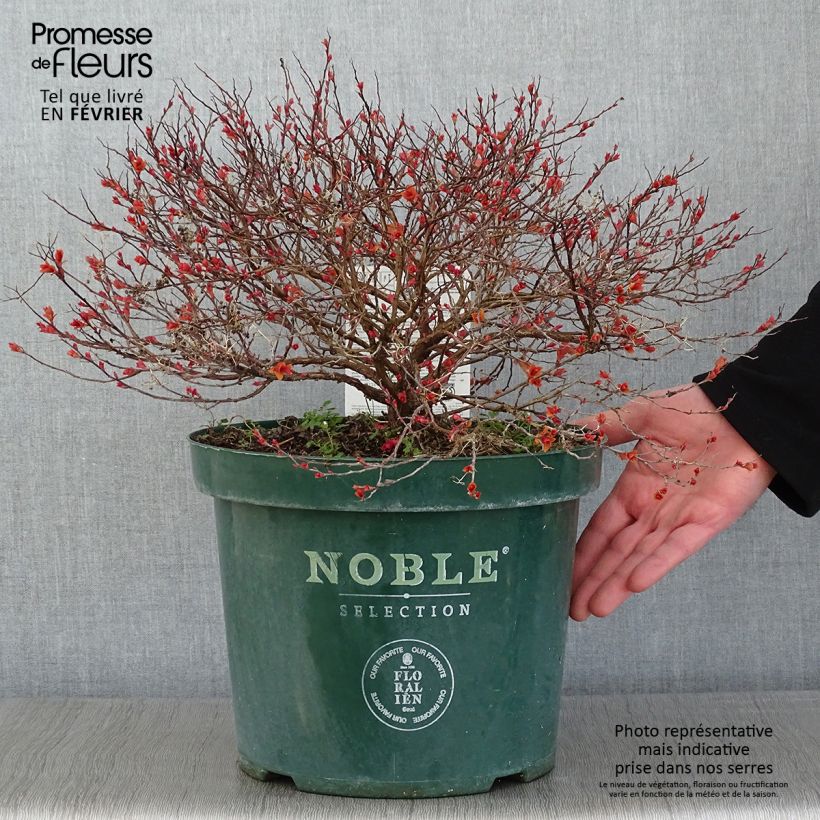 Exemplar von Sommerspiere Magic Carpet - Spiraea japonica Topf mit 4L/5L wie im Winter geliefert