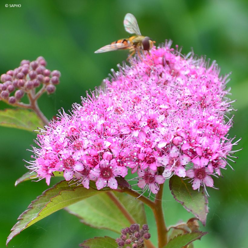Sommerspiere Merlo Green - Spiraea japonica (Flowering)