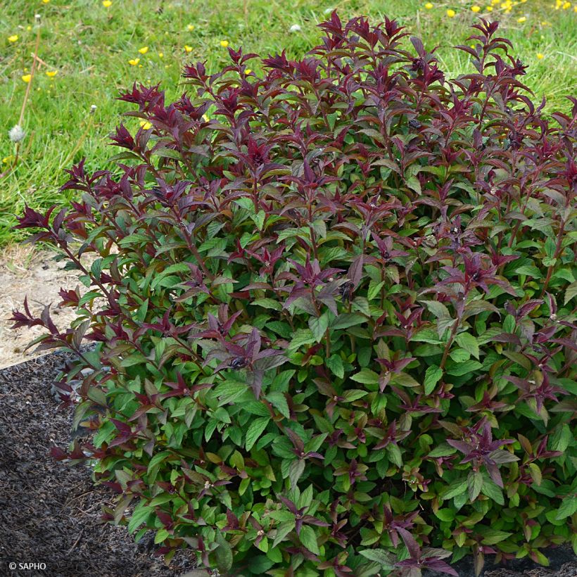 Sommerspiere Merlo Green - Spiraea japonica (Plant habit)