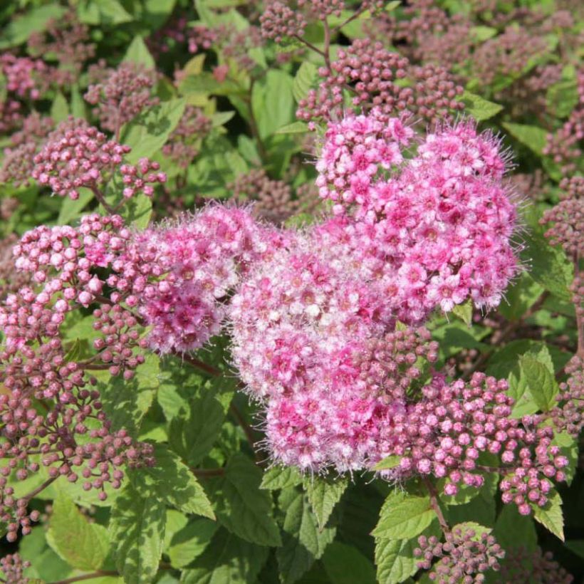 Sommerspiere Nana - Spiraea japonica (Flowering)