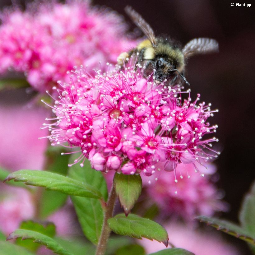 Sommerspiere Odessa - Spiraea japonica (Flowering)
