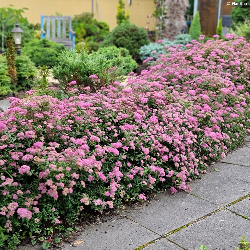 Sommerspiere Odessa - Spiraea japonica (Plant habit)