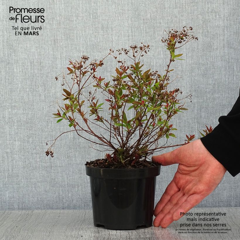 Exemplar von Sommerspiere Shirobana Genpei - Spiraea japonica Topf mit 1L/1,5L wie im Winter geliefert