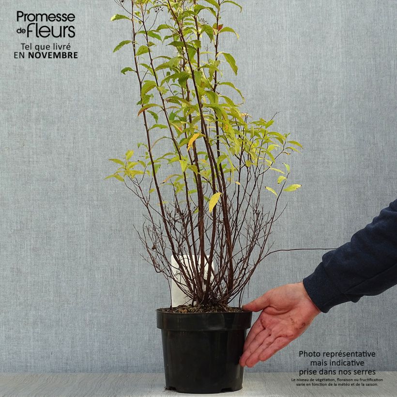 Example of Sommerspiere Shirobana Genpei - Spiraea japonica Topf mit 2L/3L as you get in automne