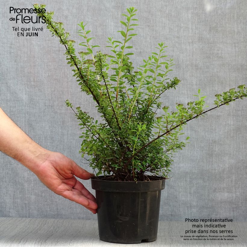 Exemplar von Japanische Strauchspiere Snowmound - Spiraea nipponica Topf mit 3L/4L wie im Sommer geliefert