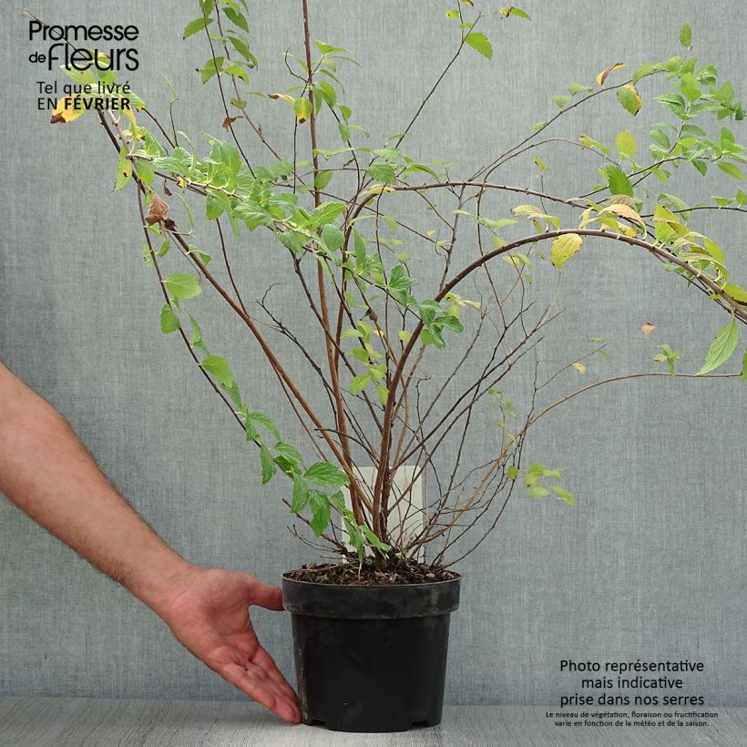 Example of Sommerspiere Sparkling Champagne - Spiraea japonica Topf mit 3L/4L as you get in automne