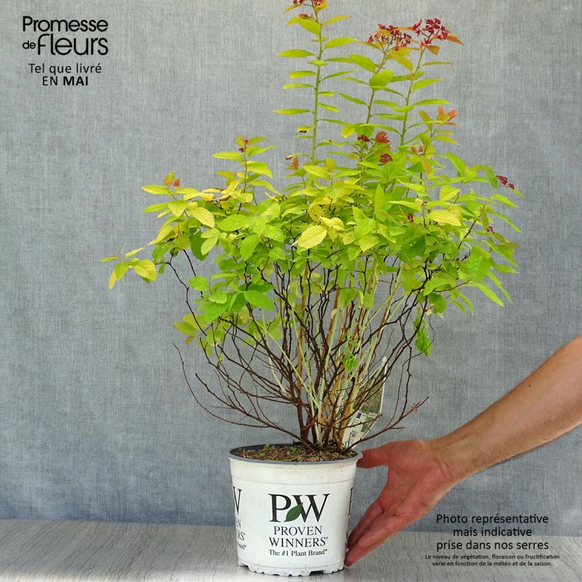 Exemplar von Sommerspiere Double Play Big Bang Tracy - Spiraea japonica Topf mit 2L/3L wie im Frühjahr geliefert