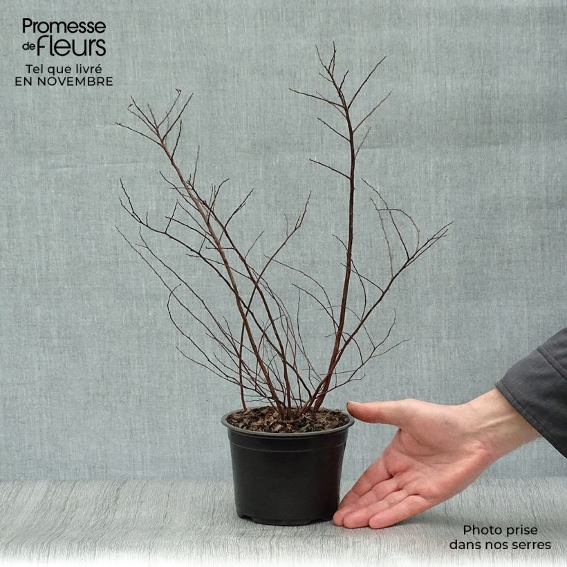 Example of Japanische Strauchspiere Halwards Silver - Spiraea nipponica Topf mit 1L/1,5L as you get in automne