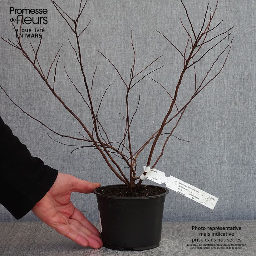 Exemplar von Japanische Strauchspiere Halwards Silver - Spiraea nipponica Topf mit 1L/1,5L wie im Winter geliefert