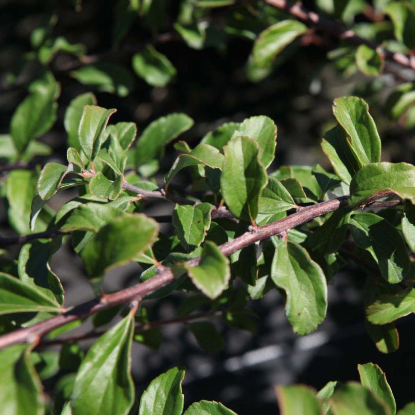 Japanische Strauchspiere White Carpet - Spiraea nipponica (Foliage)