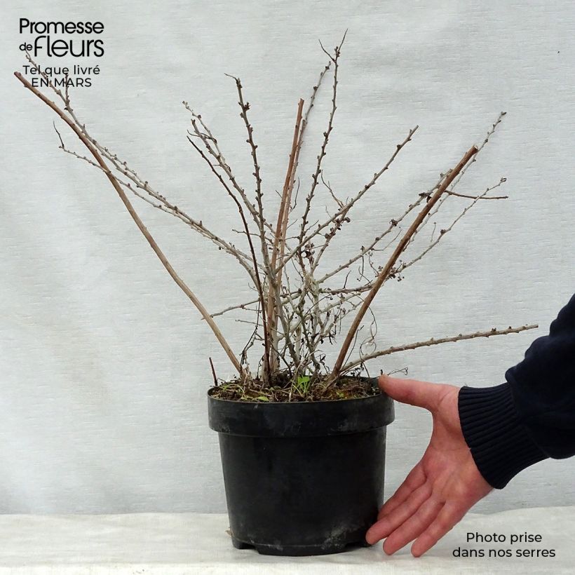 Exemplar von Japanische Strauchspiere White Carpet - Spiraea nipponica Topf mit 3L/4L wie im Frühjahr geliefert