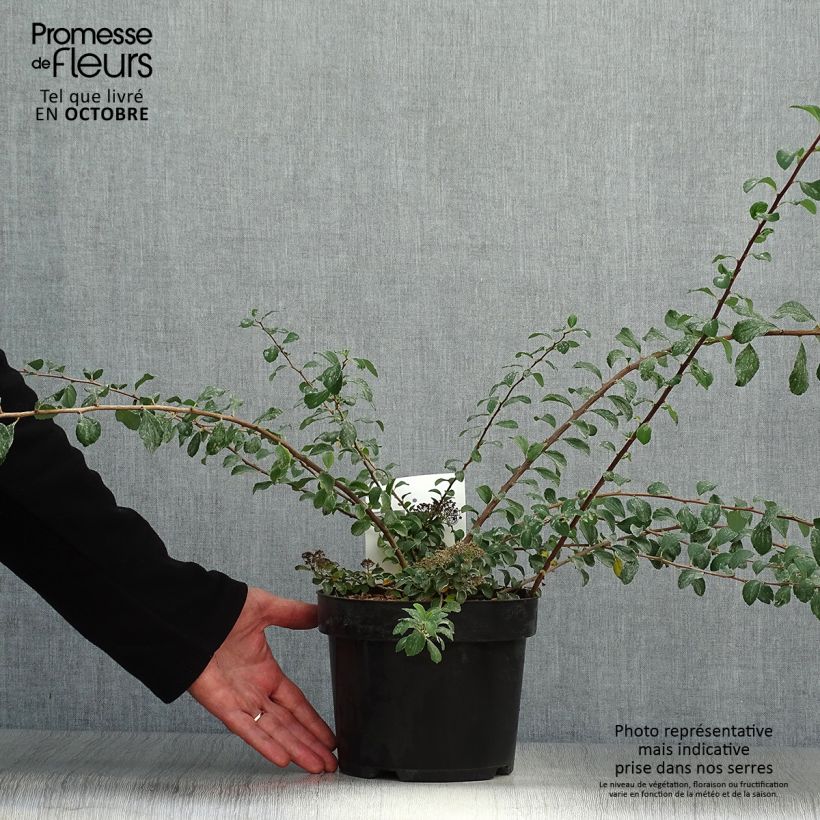 Example of Japanische Strauchspiere White Carpet - Spiraea nipponica Topf mit 3L/4L as you get in automne