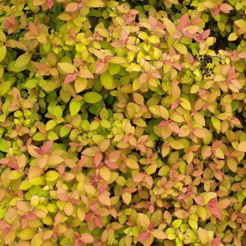 Sommerspiere Zen'Spirit Caramel - Spiraea japonica (Foliage)