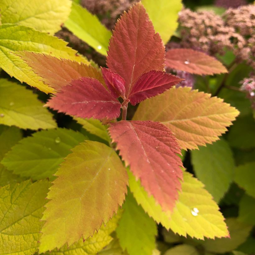 Sommerspiere Double Play Big Bang Tracy - Spiraea japonica (Foliage)