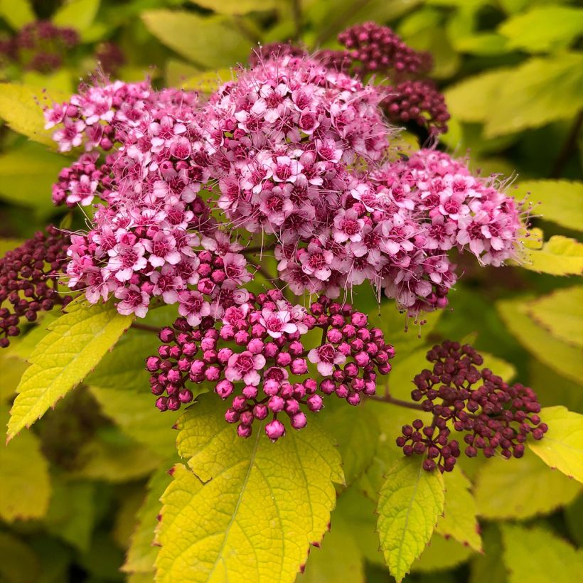 Sommerspiere Double Play Big Bang Tracy - Spiraea japonica (Flowering)