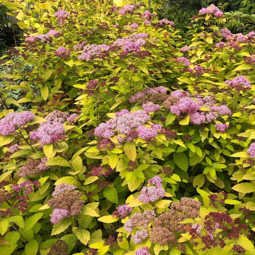 Sommerspiere Double Play Big Bang Tracy - Spiraea japonica (Plant habit)