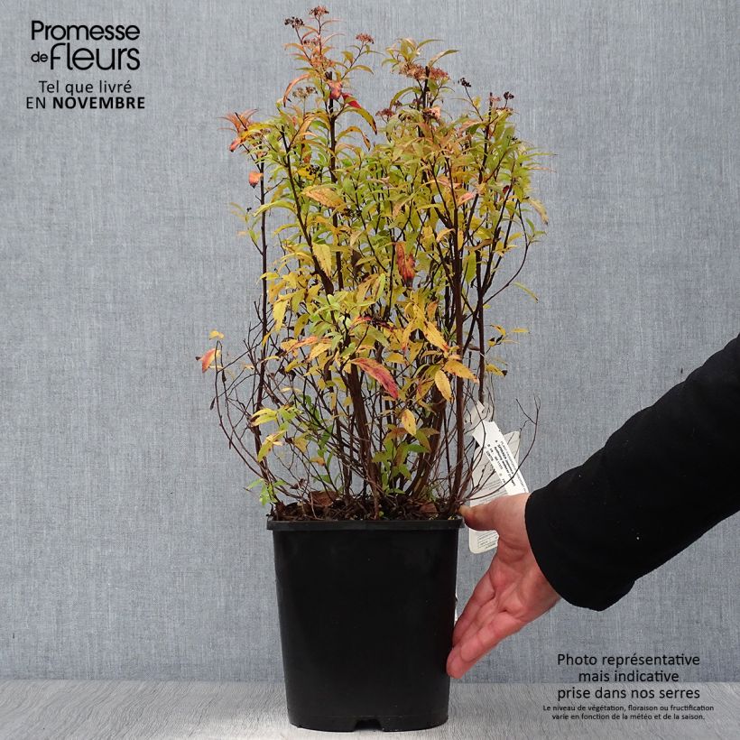 Example of Rote Sommerspiere Anthony Waterer - Spiraea japonica Topf mit 4L/5L as you get in automne