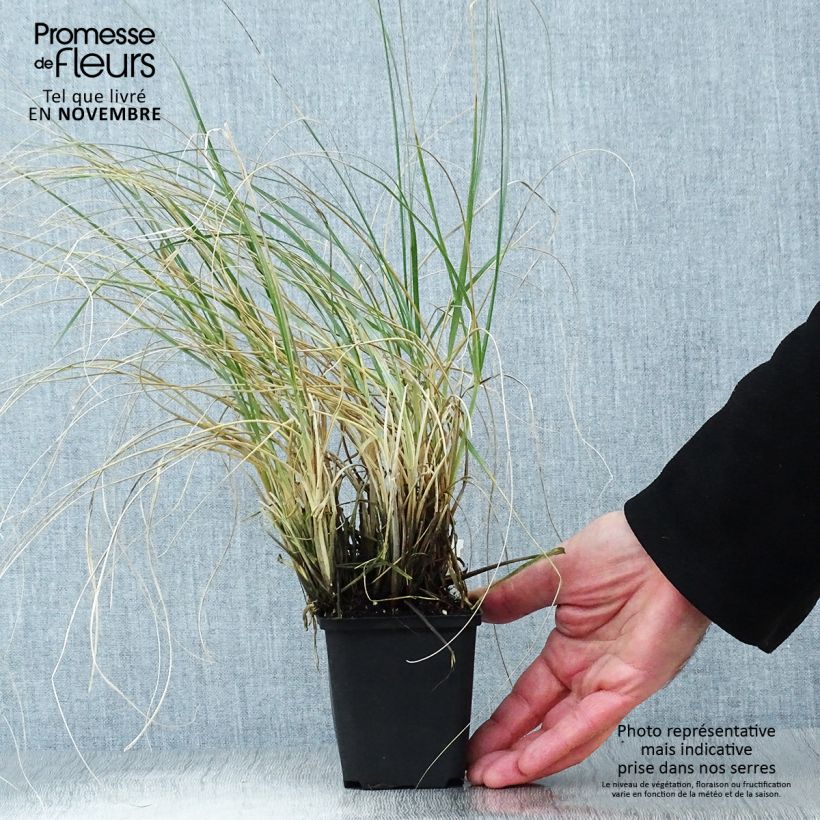 Example of Sporobolus airoides JS Delicatesse - Tropfengras Kleine Töpfe von 8/9 cm as you get in automne