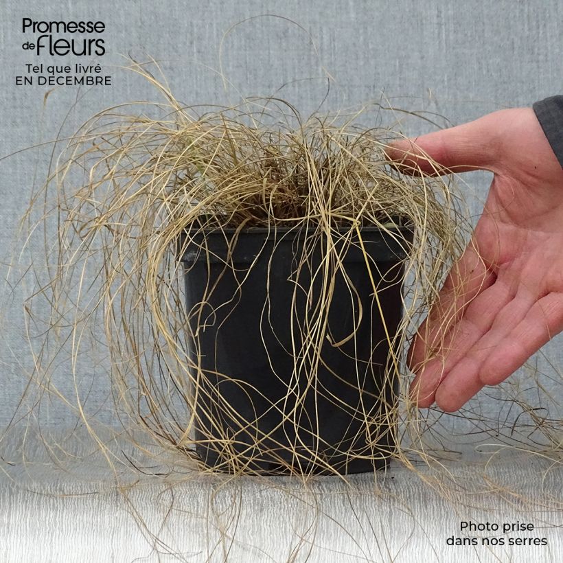 Exemplar von Sporobolus heterolepis - Tautropfengras Topf mit 2L/3L wie im Winter geliefert