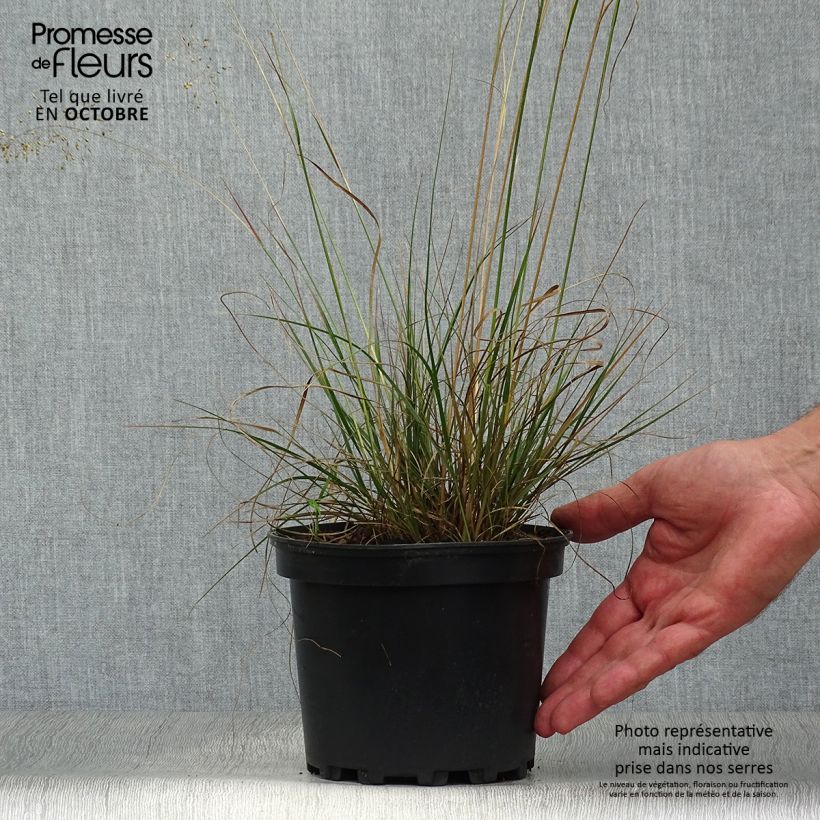 Example of Sporobolus heterolepis - Tautropfengras Topf mit 2L/3L as you get in automne