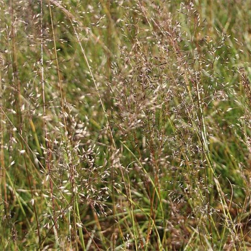 Sporobolus heterolepis Wisconsin Strain - Tautropfengras (Flowering)