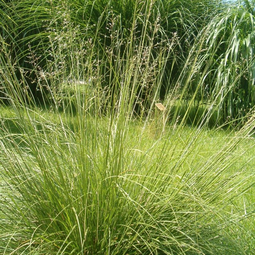 Sporobolus heterolepis Wisconsin Strain - Tautropfengras (Plant habit)